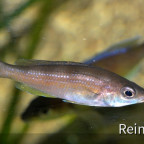 Cyprichromis Zonatus  weibchen 3  06062914