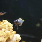 Cynotilapia zebroides Nkhata Bay