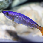 Cyprichromis leptosoma utinta fluorescent