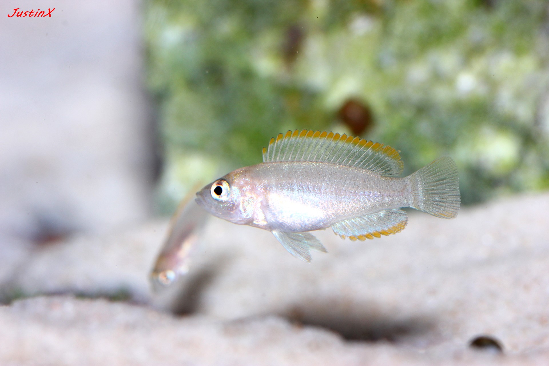 Neolamprologus similis Galerie MalTaCichlidenForum.de
