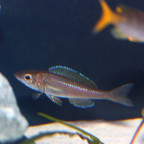 cyprichromis leptosoma utinta fluorescent