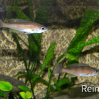 Cyprichromis Zonatus  weibchen 7  06062914