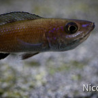 Cyprichromis leptosoma speckleback Moba (F1) - Weibchen mit Jungfischen im Maul