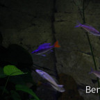 9 - Cyprichromis