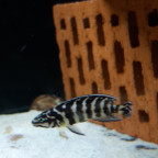 Julidochromis transcriptus Gombe