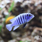 Metriaclima maisoni reef
