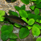 Cyprichromis Zonatus 06062914  black 3