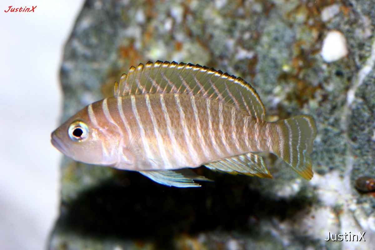 Neolamprologus similis Galerie MalTaCichlidenForum.de