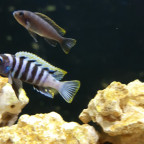 Cynotilapia zebroides Nkhata Bay