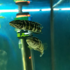 Julidochromis transcriptus "Gombe"