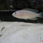 Neolamprologus multifasciatus
