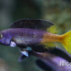 Cyprichromis leptosoma speckleback Moba (F1) - Dominanzwechsel
