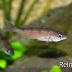 Cyprichromis Zonatus  weibchen 6  06062914