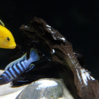 Cynotilapia zebroides Nkhata Bay