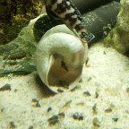 Julidochromis transcriptus "Gombe"