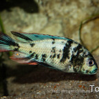 Paralabidochromis chilotes "Zue"