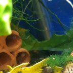 Yellow Fire (Neocaridina davidi)